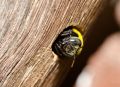 18 Ways to Get Rid of Carpenter Bees | How to Control Wood Bees