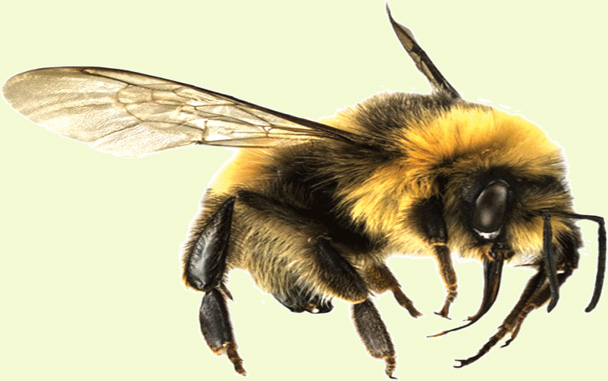 15 Natural Ways to Get Rid of Bumble Bees