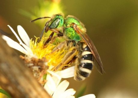 Do You Know That Sweat Bees Sting And How To Get Rid Of Them Naturally   How To Get Rid Of Sweat Bees 460x327 