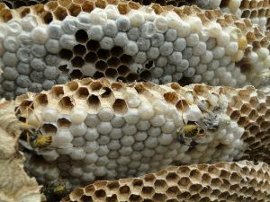 14 Ways to Safely Control and Get Rid of Wasps and Signs of Wasp Nests ...