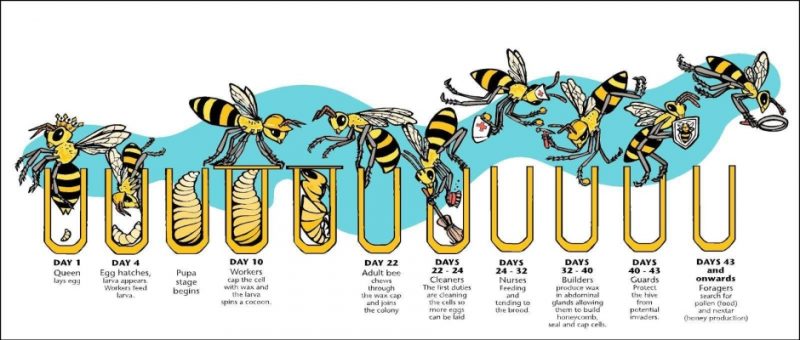 queen bee lifespan