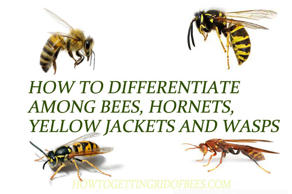 What Do Yellow Jackets Look Like Photo Album. What You Need To Know ...