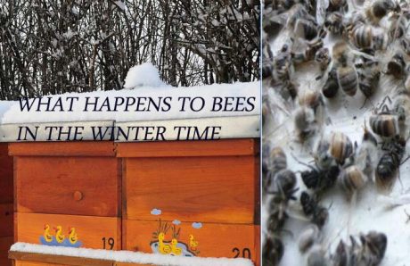 Bees In Winter - Do Bees Hibernate?