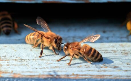 Fear and Phobia of Bees: How to Get Over the Fear of Bees