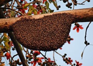 Why And When Do Bees Swarm? How To React?