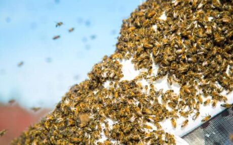 Why And When Do Bees Swarm? How To React?