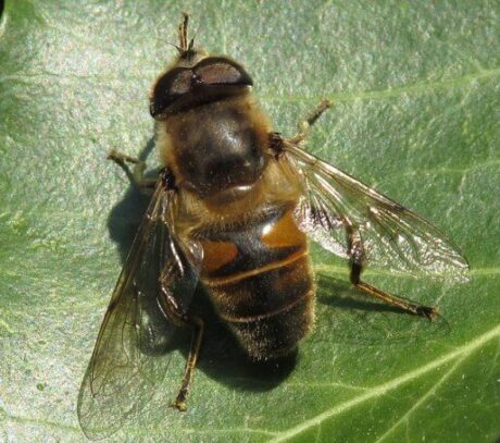 Drone Male Honey Bee Role And Mating Behaviour