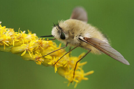 Flies and insects that look like bees