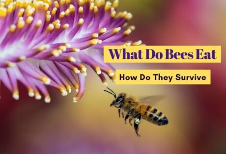 What Do Bees Eat (and Drink)? How Do They Survive