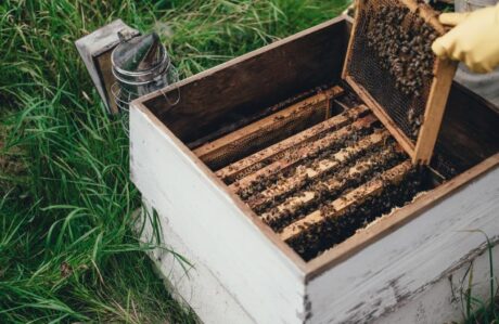 20 Most Used Beekeeping Equipment: Tools Needed for Bee Farming