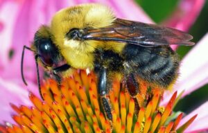 Why Bumble Bees Don’t Make Any Honey