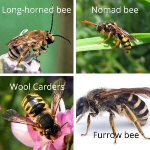 Types of Bee Species, Families and Their Name